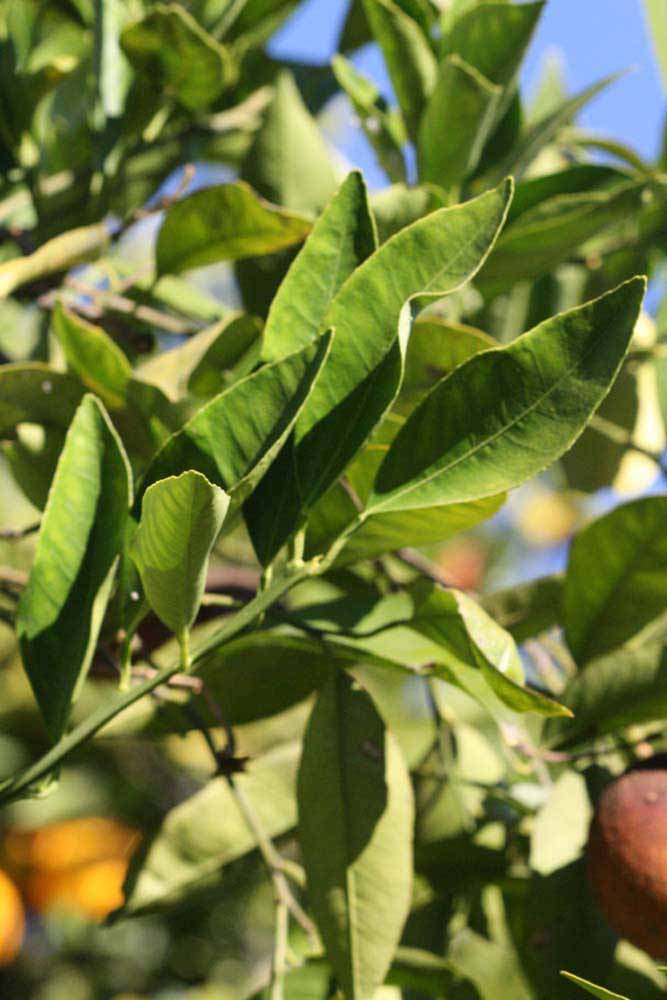            Sun leaves (Riverside, CA)   